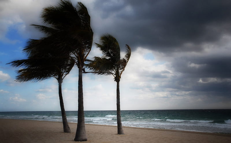 Windy Winter Beach, beaches, wind, nature, clouds, winter, palms, HD wallpaper