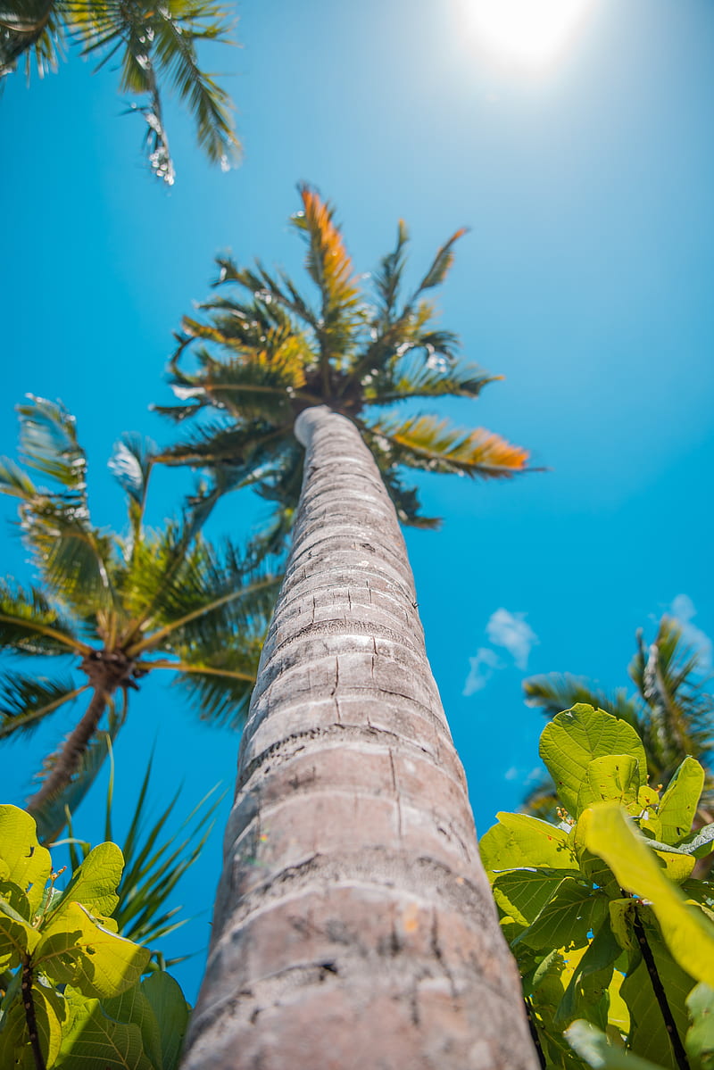 palm, sun, summer, tropics, HD phone wallpaper