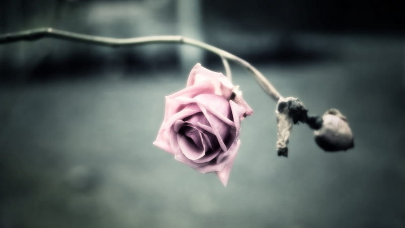 Pink Rose, rose, flowers, dried, pink, nature, HD wallpaper
