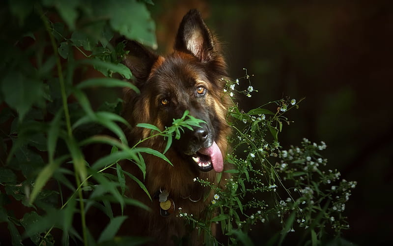 German Shepherd, forest, bokeh, cute animals, summer, dogs, German Shepherd Dog, pets, HD wallpaper