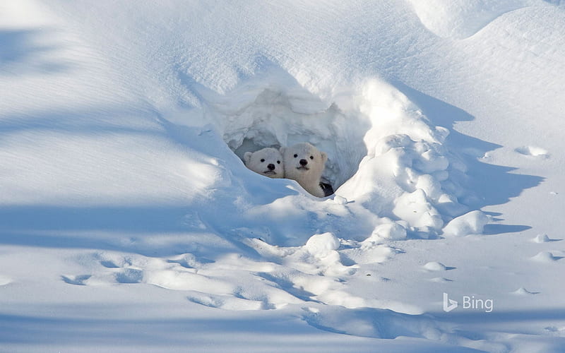 Polar Bear Manitoba Canada 2020 Bing, HD wallpaper