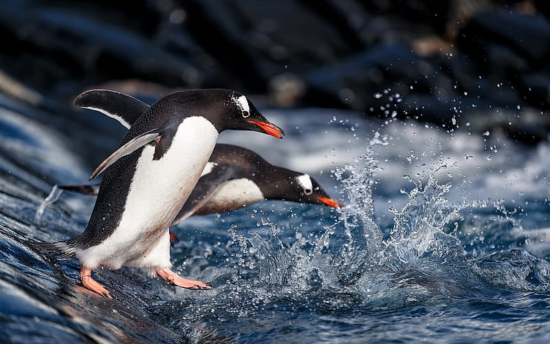 penguins, sea, sea birds, water splashes, jumping penguins, HD wallpaper