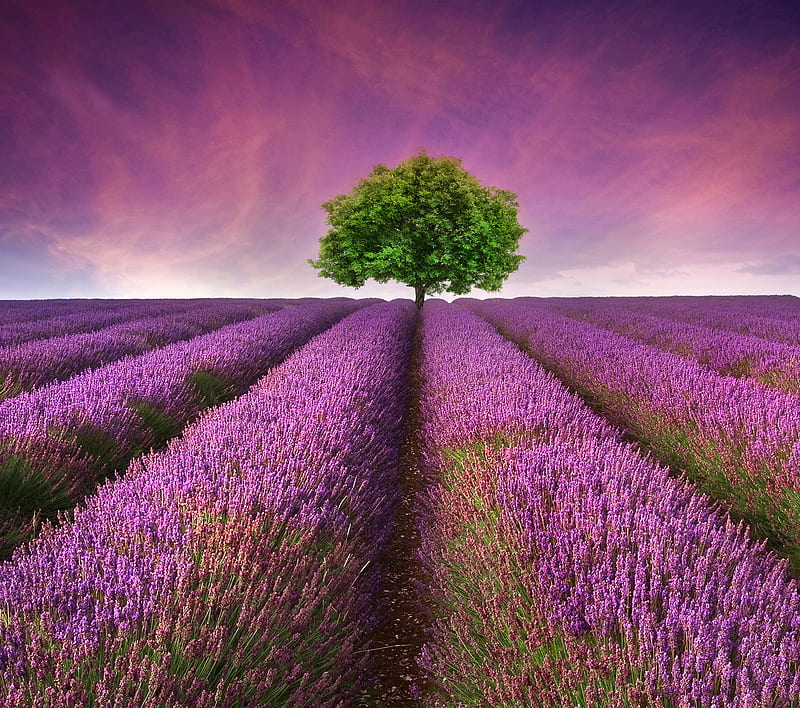 Landscape, bonito, flowers, grass, green, purple, tree, HD wallpaper