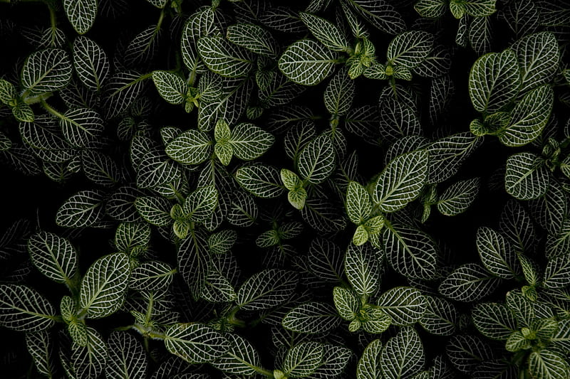 mint, leaves, aerial view, HD wallpaper