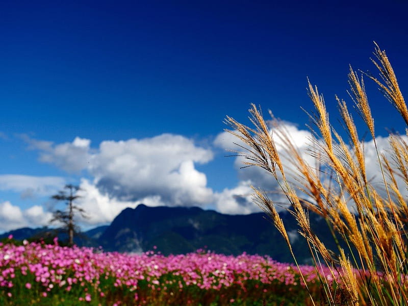 Over the mountain, mountain, cloud, cones, sky, field, meadow, HD wallpaper