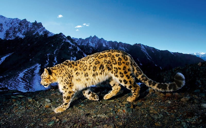 SNOW LEOPARD PROWL, mountain, leopard, art, digital, alps, HD wallpaper