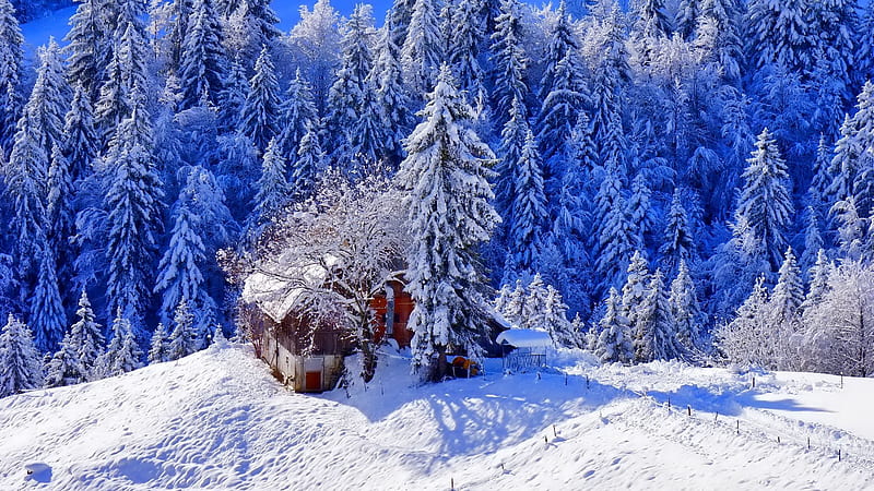 Snow Covered House Surrounded By Snow Covered Pine Trees During Daytime Winter, HD wallpaper