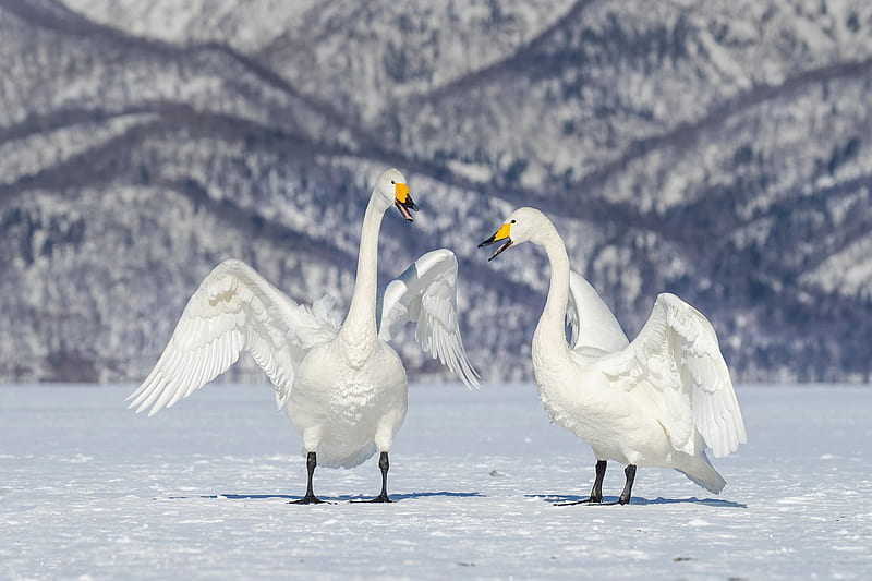 Birds, Whooper swan, Bird, Snow, Swan, Wildlife, Winter, HD wallpaper
