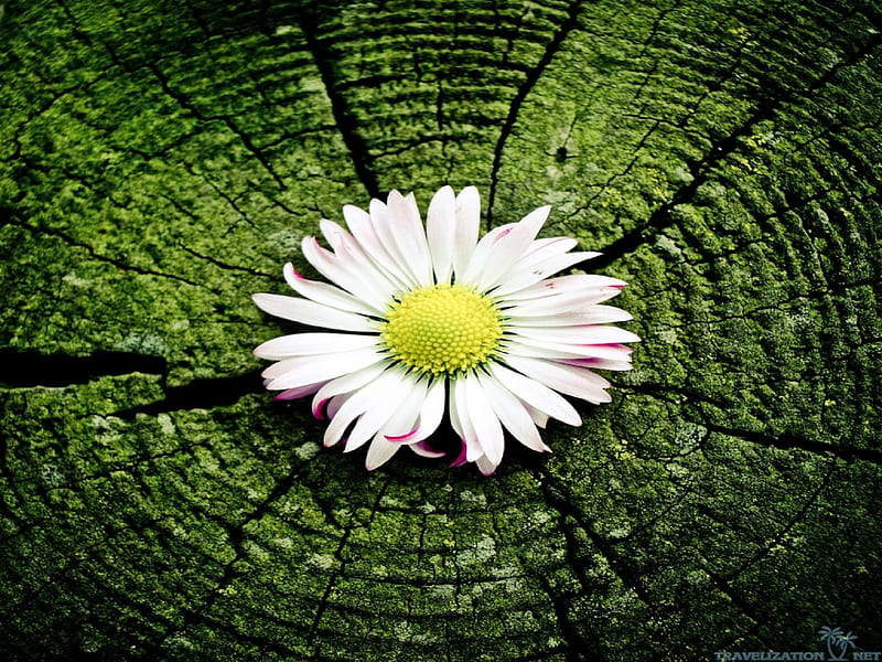 Daisy on Tree Stump, daisies, flowers, nature, tree stump, HD wallpaper