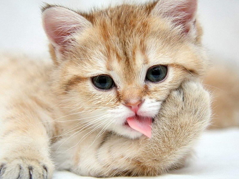 Kitten, orange, ginger, green eyes, bath, cat, tongue, animal, cute, pink, HD wallpaper