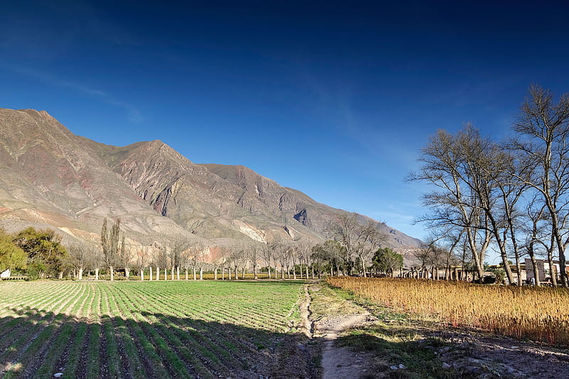 farmland, valley of quebrada de umaoka, argentina, HD wallpaper