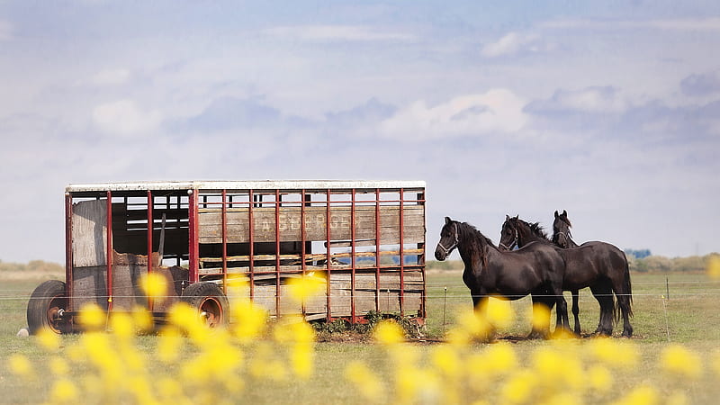 Animal, Horse, Cart, Sky, HD wallpaper