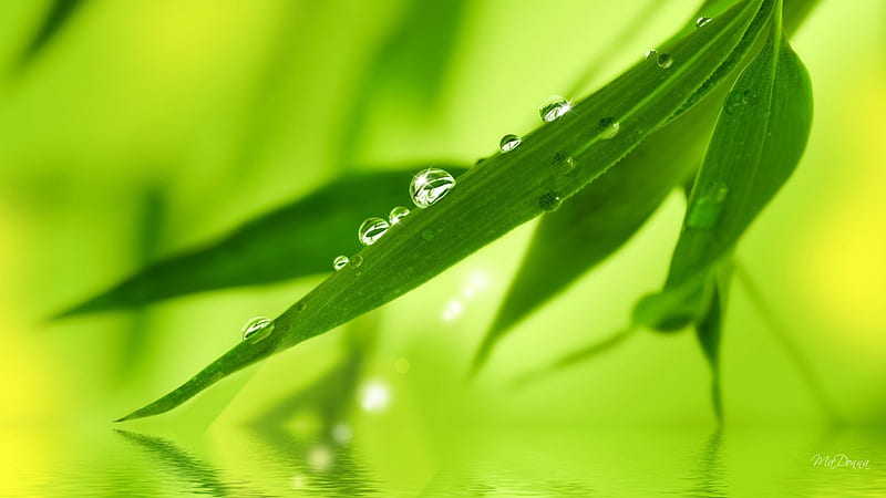 Fresh Dew on Bamboo, tree, leaves, green, fresh, dew, bamboo, HD wallpaper