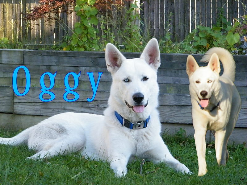 Oggy Dog, big white dog, mismatched eyes, white dog, dog, HD wallpaper