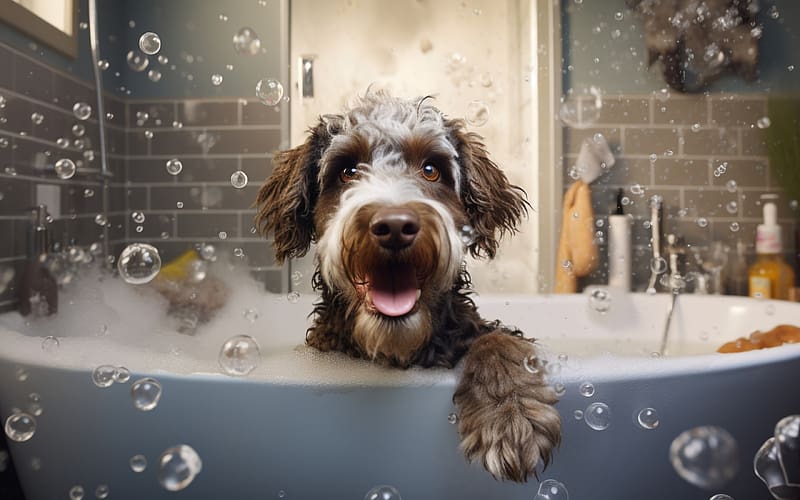 :), dog, neuroset, one, bath, soap, paw, bubbles, caine, HD wallpaper