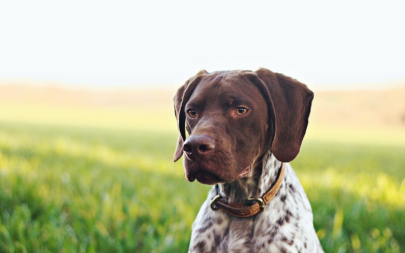 German Shorthaired Pointer, close-up, muzzle, pets, dogs, cute animals, German Shorthaired Pointer Dog, HD wallpaper