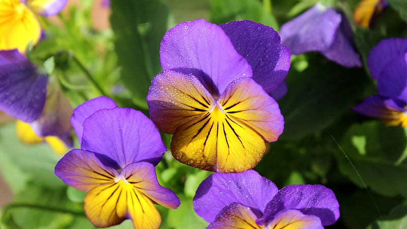 Tricolor Pansies, purple, viola, green, pansies, flowers, yellow, nature, pink, HD wallpaper