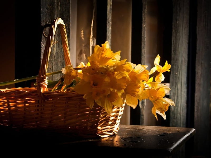 DAFFODIL BASKET, baskets, still life, daffodils, plants, wicker, cutflowers, flowers, gifts, HD wallpaper