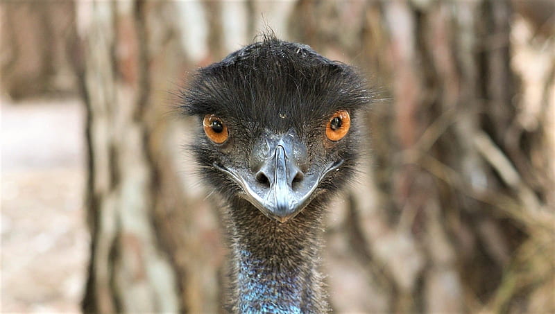 Emu, wing, bird, animal, HD wallpaper