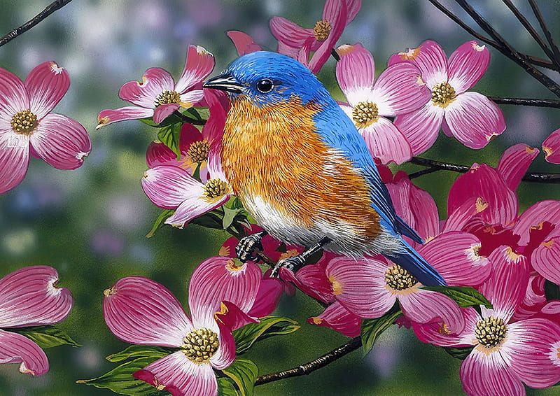 Bluebird/Pink Dogwood, art, pretty, bonito, spring, bluebird, tree, bird, blossoms, blooming, HD wallpaper