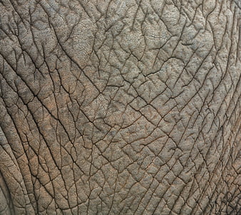 HD elephantskin wallpapers | Peakpx