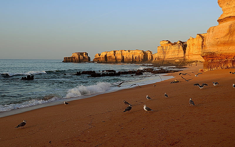 Algarve, Portugal, seagulls, rocks, ocean, beach, Portugal, HD wallpaper