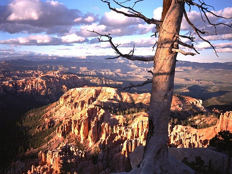 Grand Canyon, tree, view, breathtaking, grand, clouds, canyon, sky, HD wallpaper