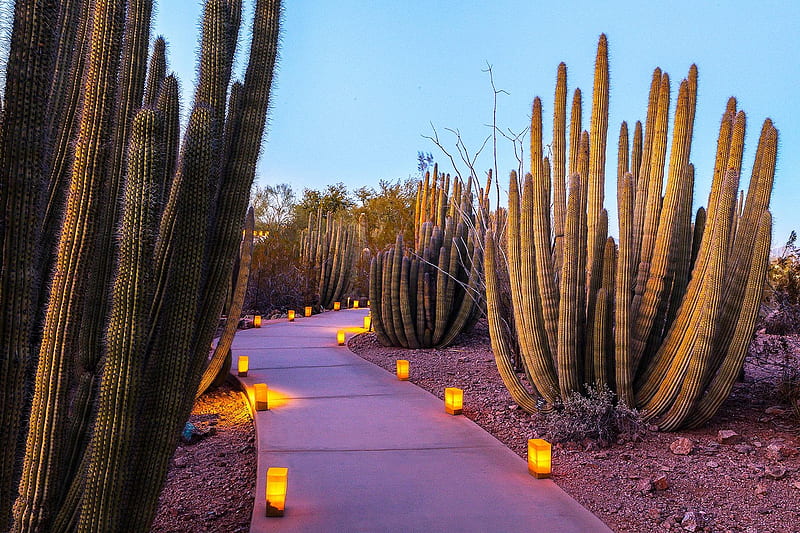 Desert Botanic Garden, Phoenix, Arizona, path, cactuses, plants, lights, HD wallpaper