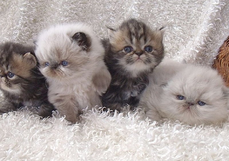 Cute Persian Himalayan Kittens, Himalayan, cute, Persian, kittens, cats, animals, HD wallpaper