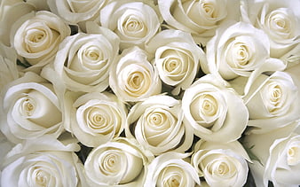 White roses, bouquet of roses, white flowers, roses, HD wallpaper