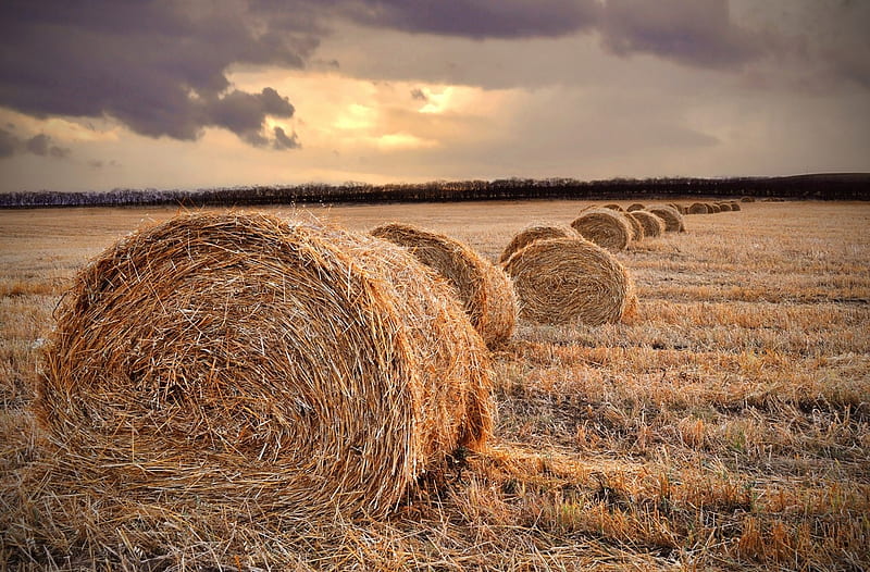 Round Hay Bales, Hay, farming, nature, Bales, Round, field, landscape, HD wallpaper