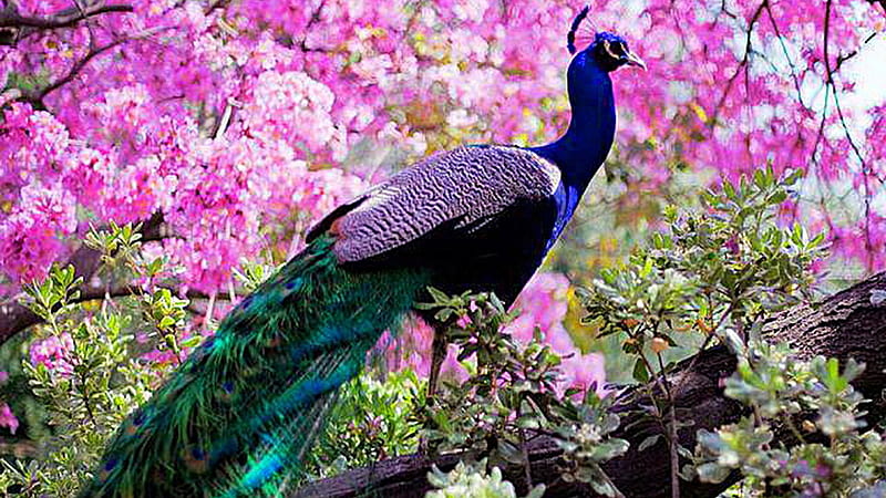 Beautiful Peacock On Tree Trunk In Blur Pink Flowers Background Birds, HD wallpaper
