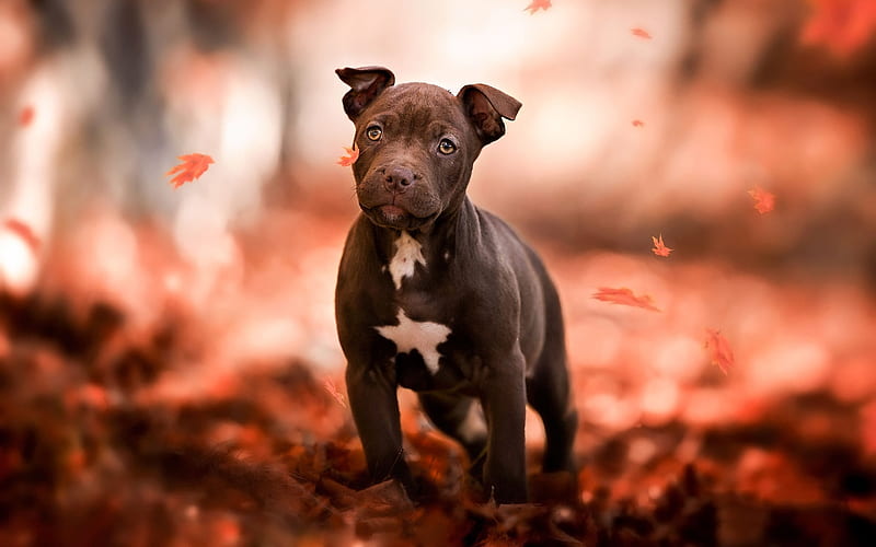 American Pit Bull Terrier, puppy, autumn, cute animals, pets, dogs, Small American Pit Bull Terrier, HD wallpaper