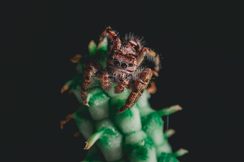 brown hairy tarantula on green stalk, HD wallpaper