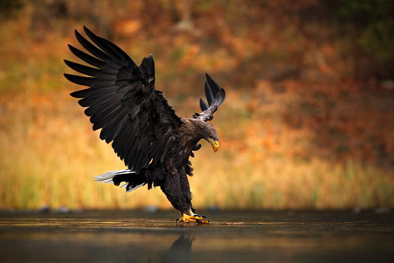 Vultur, eagle, wings, HD wallpaper
