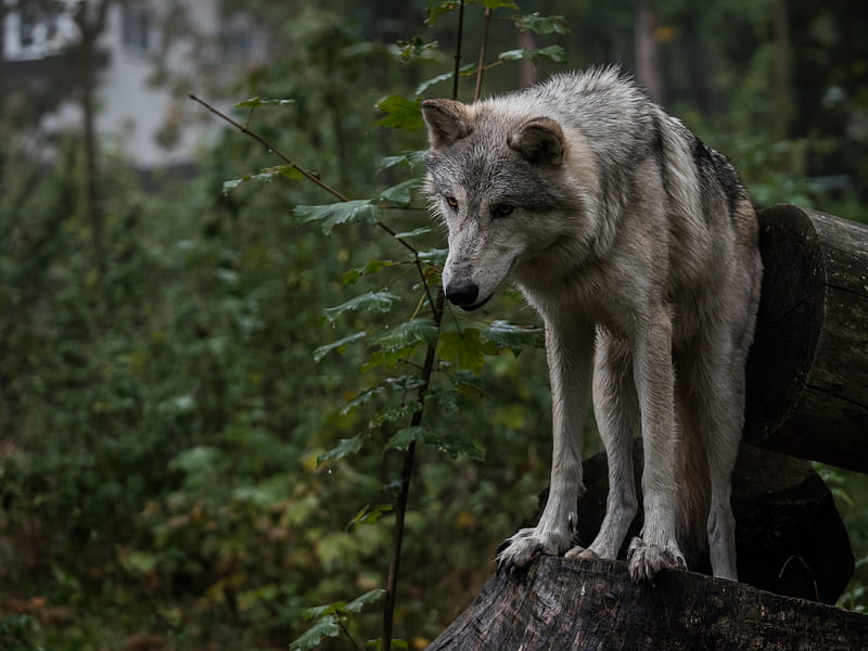 wolf, predator, gray, leaves, HD wallpaper
