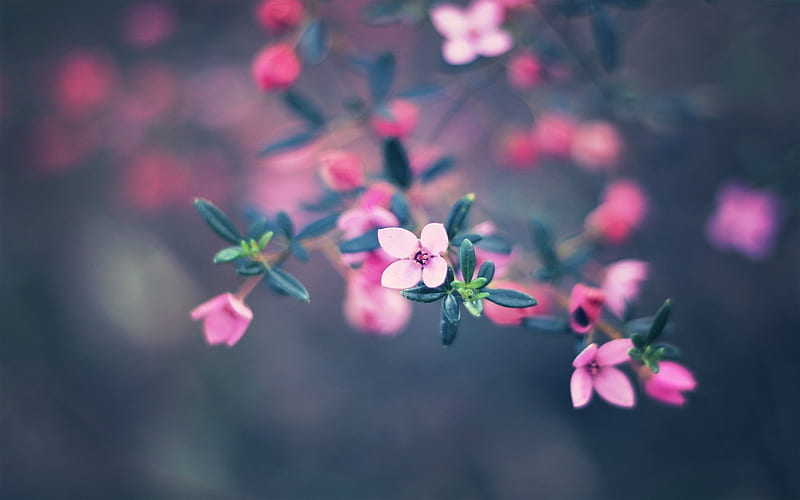 small pink flowers, bloom, leaf, leaves, macro, flower, flowers, twig, nature, petals, pink, HD wallpaper