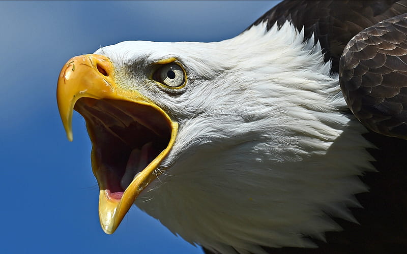 HD animals birds eagle bald eagle wallpapers | Peakpx