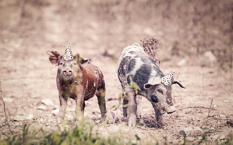 pig, birtay, funny piglets, farm, little pigs, HD wallpaper