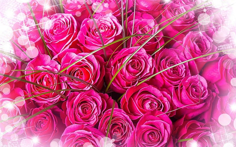 Pink roses, flowers, petals, roses, pink, HD wallpaper Pink roses, flowers, petals, roses, pink, HD wallpaper