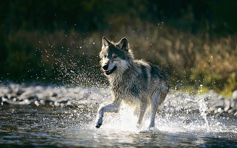 running wolf spray-wild animals, HD wallpaper