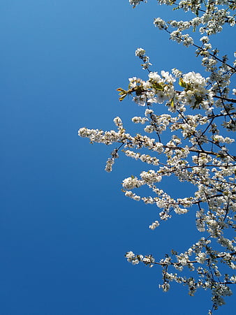 bunga, dasar, biru, sederhana, langit, withe, Wallpaper ponsel HD