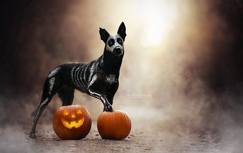 negras, naranjas, Halloween, perros, calabazas, caine, Fondo de pantalla HD  | Peakpx