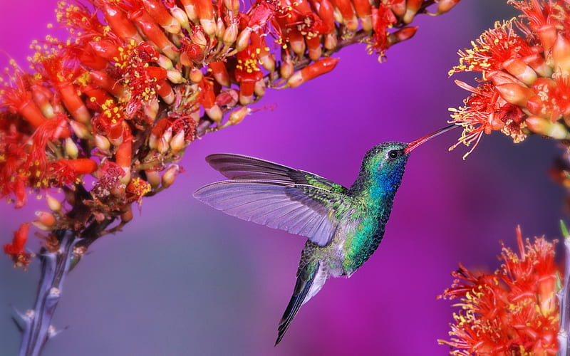 hummingbird-Birds graphy, HD wallpaper
