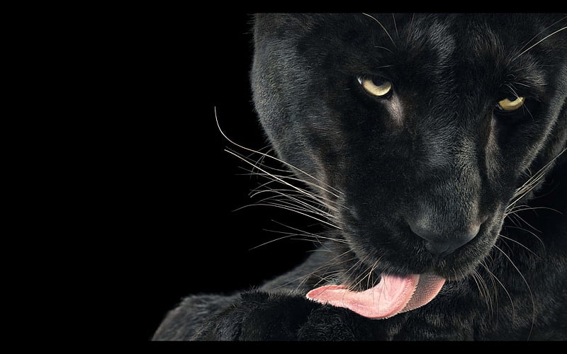 Black panther, black, panther, pink, tongue, animal, HD wallpaper