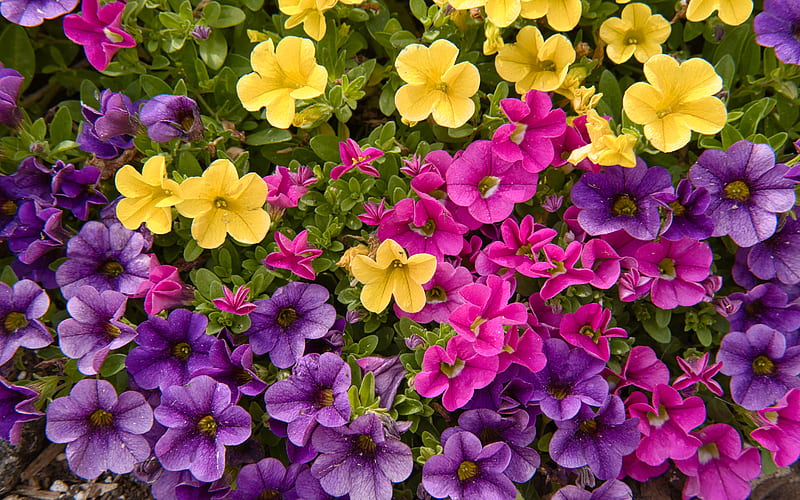 petunias, flowers, petals, colorful, HD wallpaper
