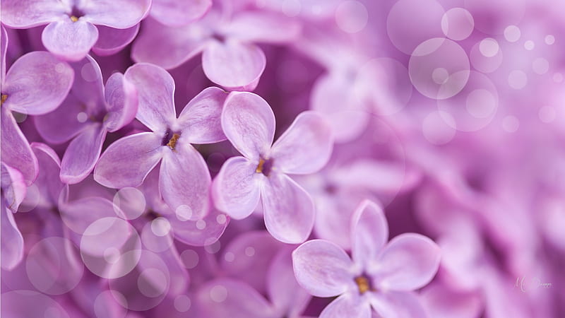 Lilacs Close UP, fragrant, summer, flowers, spring, lavender, lilacs, HD wallpaper