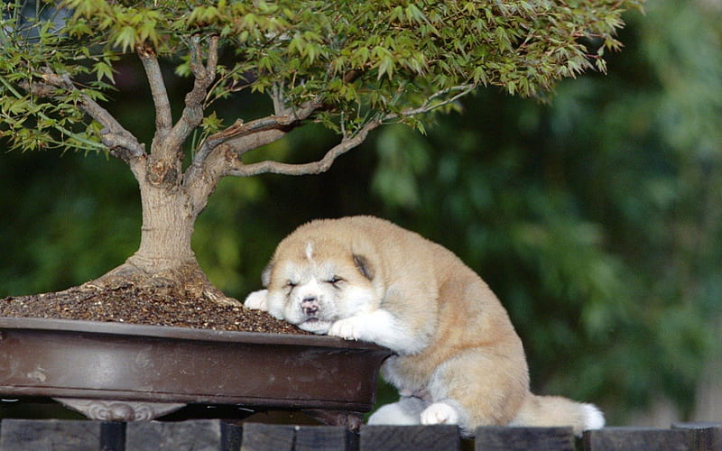 Akita pup, cute, sleeping, akita, puppy, HD wallpaper | Peakpx