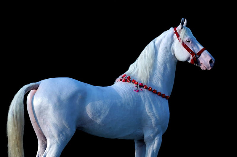 Exotic Marwari Horse, Marwari, White, Horse, Exotic, HD wallpaper | Peakpx