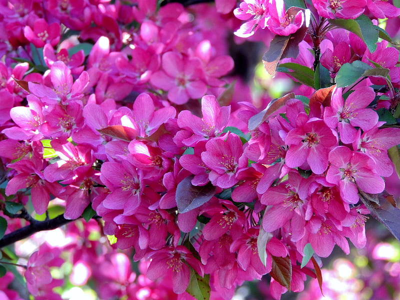 Pink Summer , Crab Apple Blossoms, Pink, Summer, graphy, Flowers, Crab Apple Blossoms, Nature, HD wallpaper